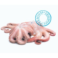 Beira Nova OKTOPUS MEDIUM 1 bis 2KG.